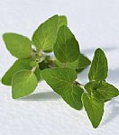 Origano